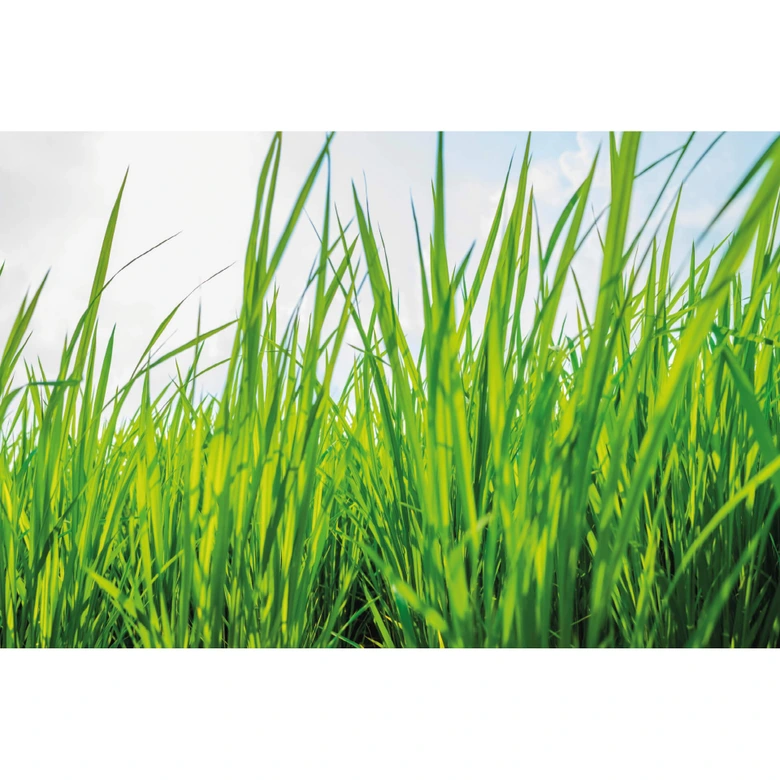 Fotobehang Groen gras 