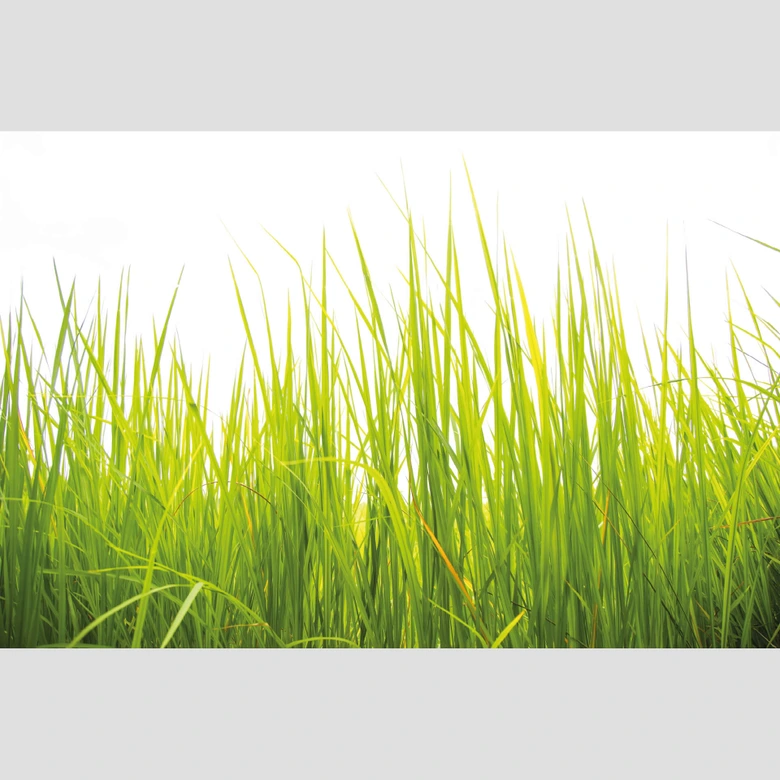 Papier peint photo Herbe haute 