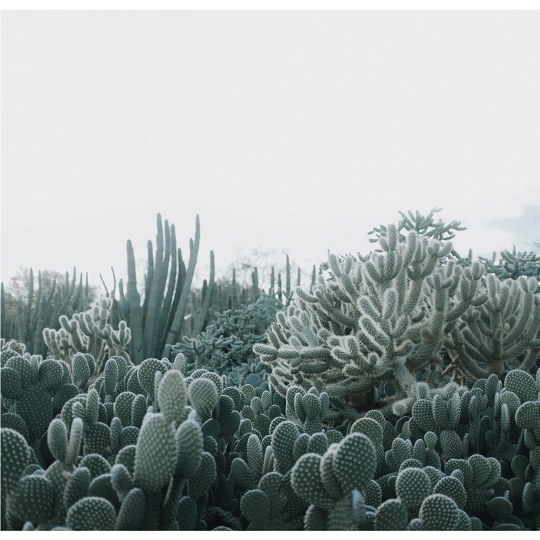 Fototapet Sukkulenter - 288x260 cm 
