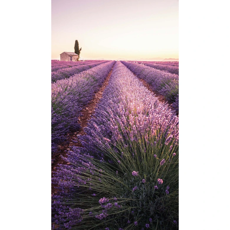Wall Mural – Lavender 