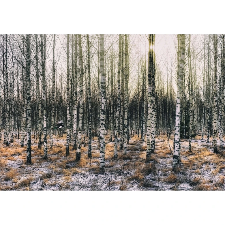 Fototapete - Olsen - Sonnenschein im Birkenwald 