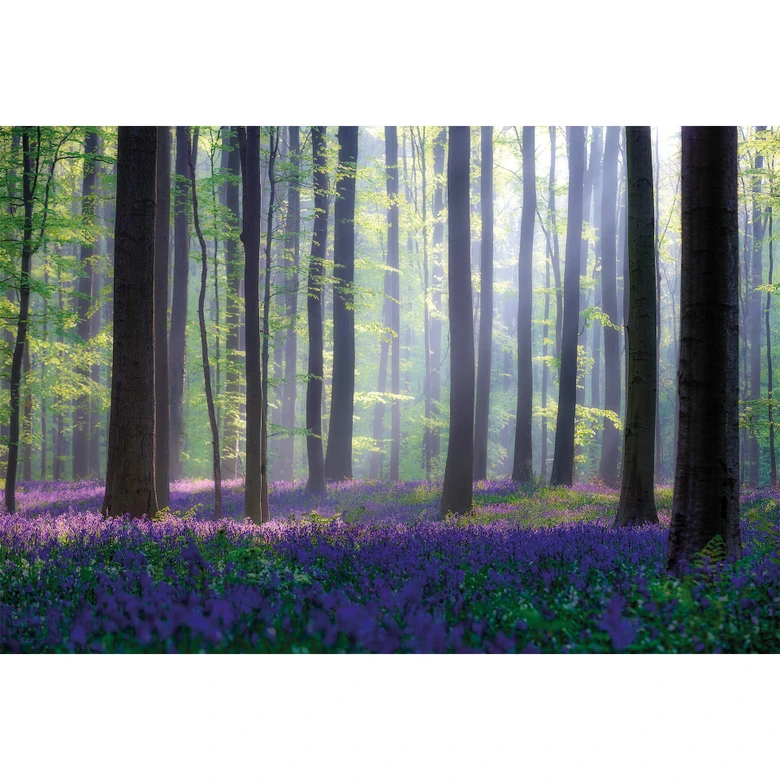 Fotobehang Popan - Hyacinthen 