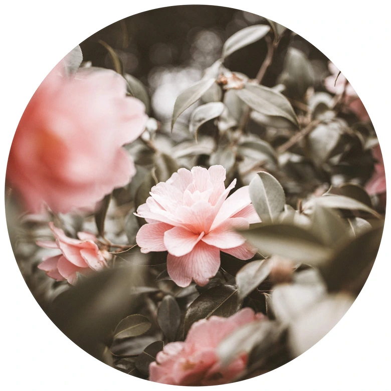 Round wall mural Annie - Pink Roses - non self-adhesive/self-adhesive wallpapers 