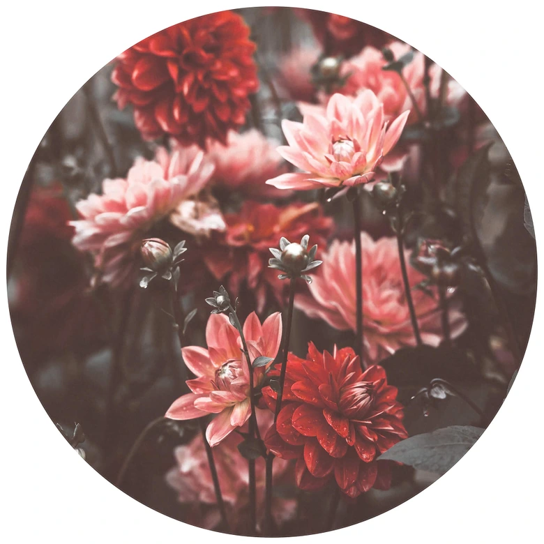 Annie - Flores de verano - fotomural redondo - Papel pintado autoadhesivo/no tejido 