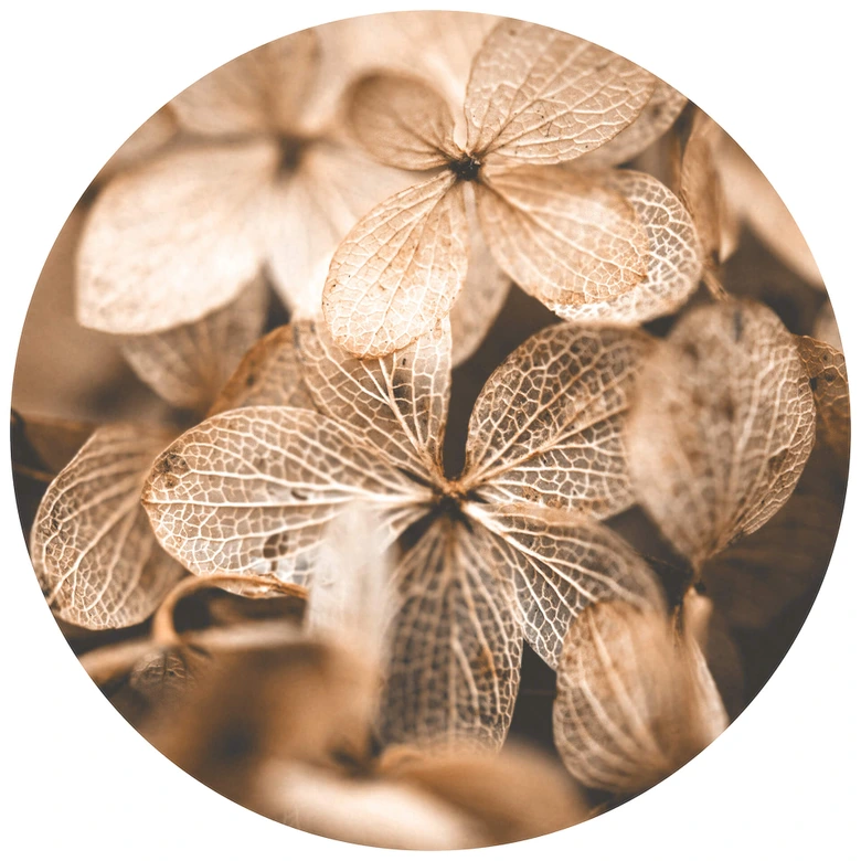 Round wall mural Annie - Delicate Flowers - non self-adhesive/self-adhesive wallpapers 