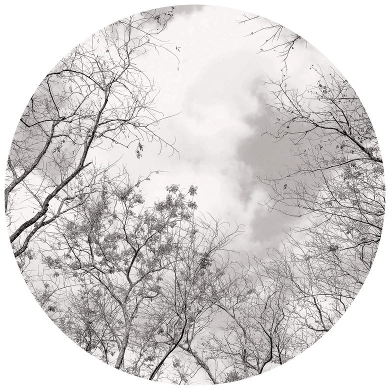 Round wall mural Treetops in the Sky - non self-adhesive/self-adhesive wallpapers 