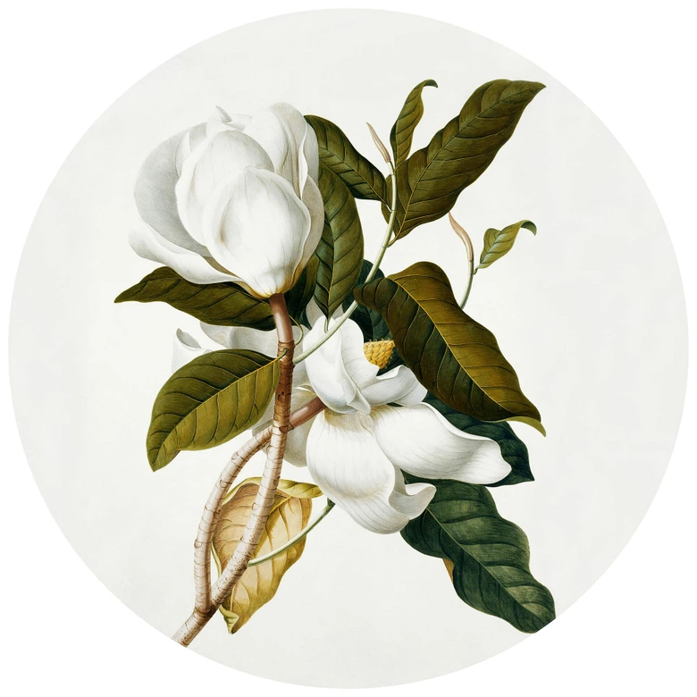 Fototapete Ehret - Magnolie - Rund - Selbstklebend/Vlies 