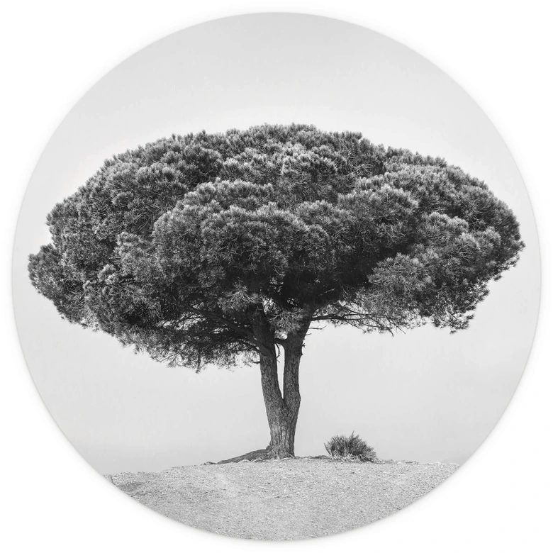 Martin - Árbol en blanco y negro - fotomural redondo - Papel pintado autoadhesivo/no tejido 