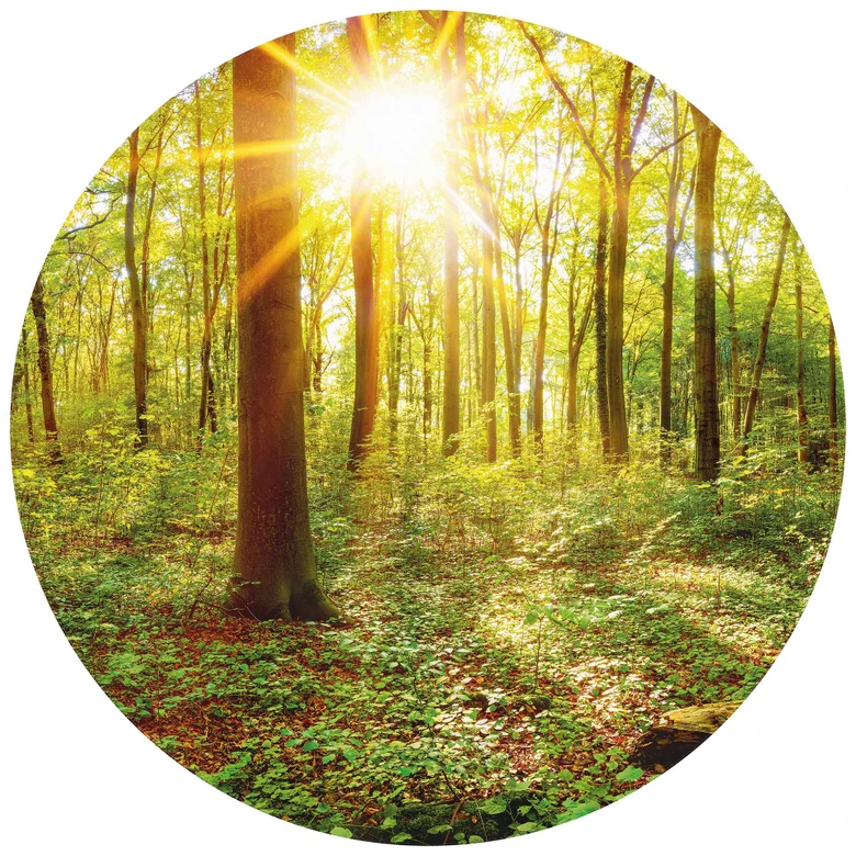 Fototapete Tief im Wald - Rund - Selbstklebend/Vlies 