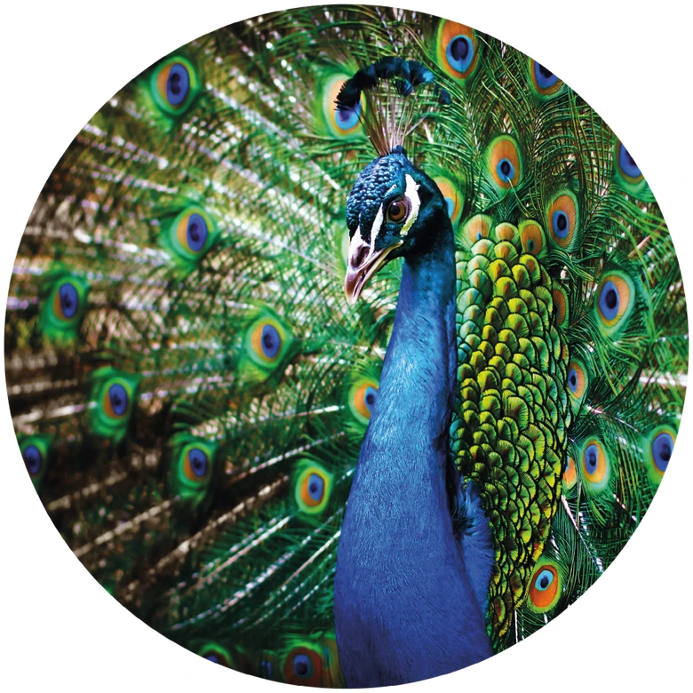 Fototapete Beautiful Peacock - Rund - Selbstklebend/Vlies 