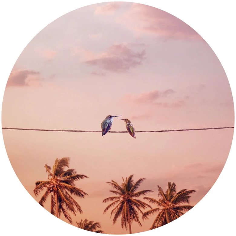 Behangcirkel Loose - Hummingbirds in Love - vliesbehang/zelfklevend vliesbehang 