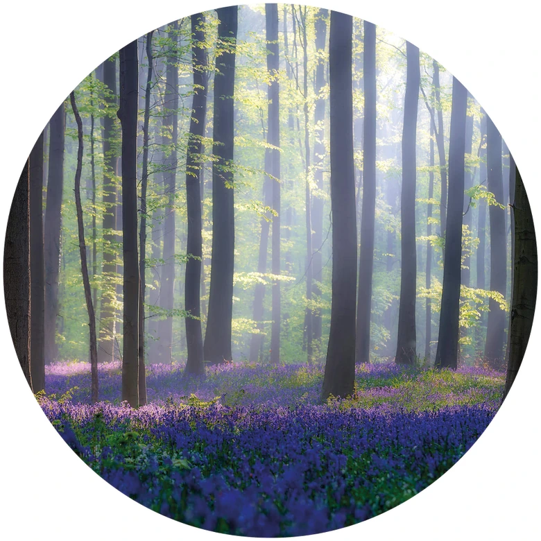 Round wall mural Popan - Bluebells - non self-adhesive/self-adhesive wallpapers 