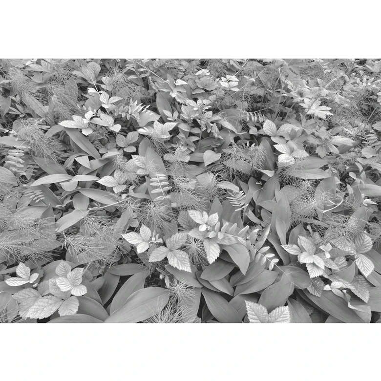 Fototapete Papiertapete Forest Floor 