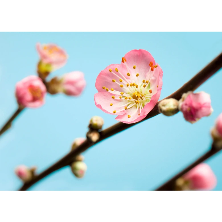 Fototapete Vliestapete Peach Blossom 