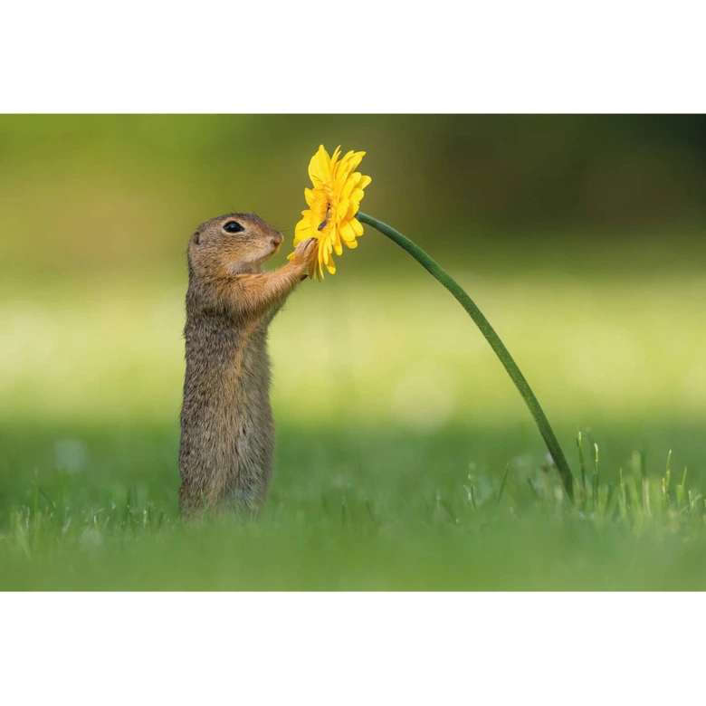 Papier peint photo van Duijn - Écureuil terrestre tenant une fleur 
