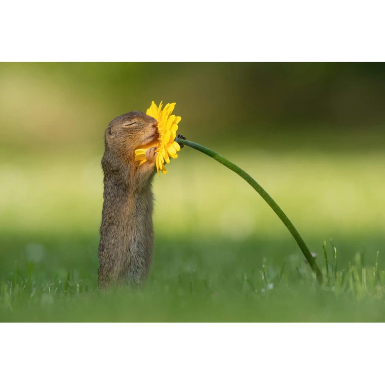 Wall Mural Dick van Duijn - Squirrel smelling Flower 