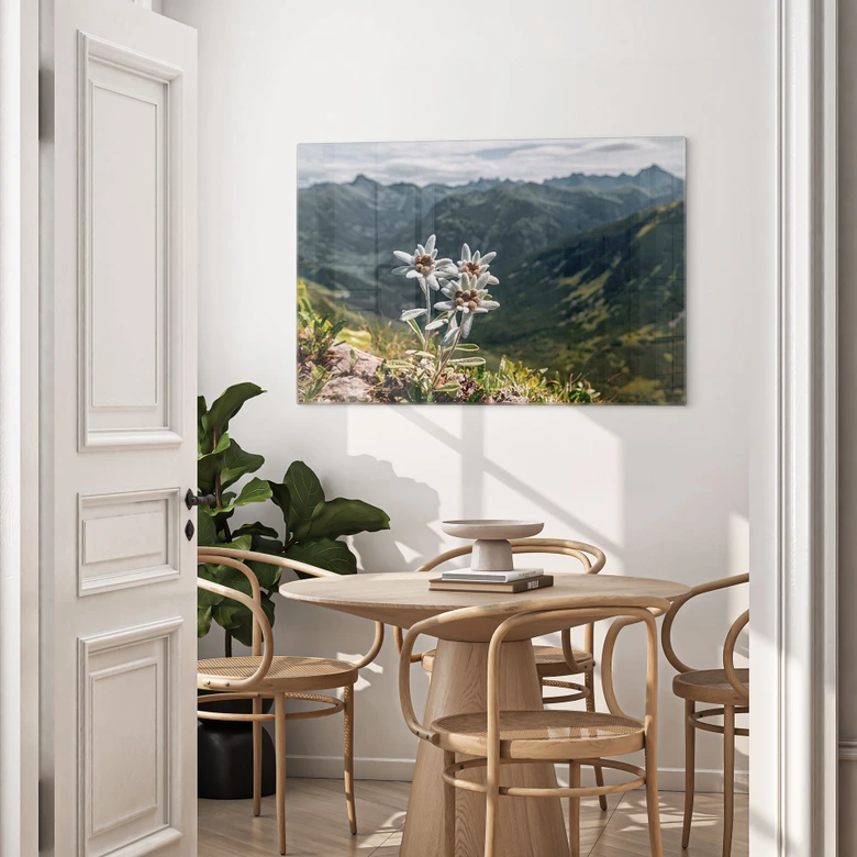 Glasbild Weißer Alpen-Edelweiß auf dem Berg 