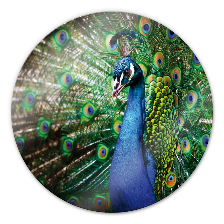 Glasbild Beautiful Peacock - rund 
