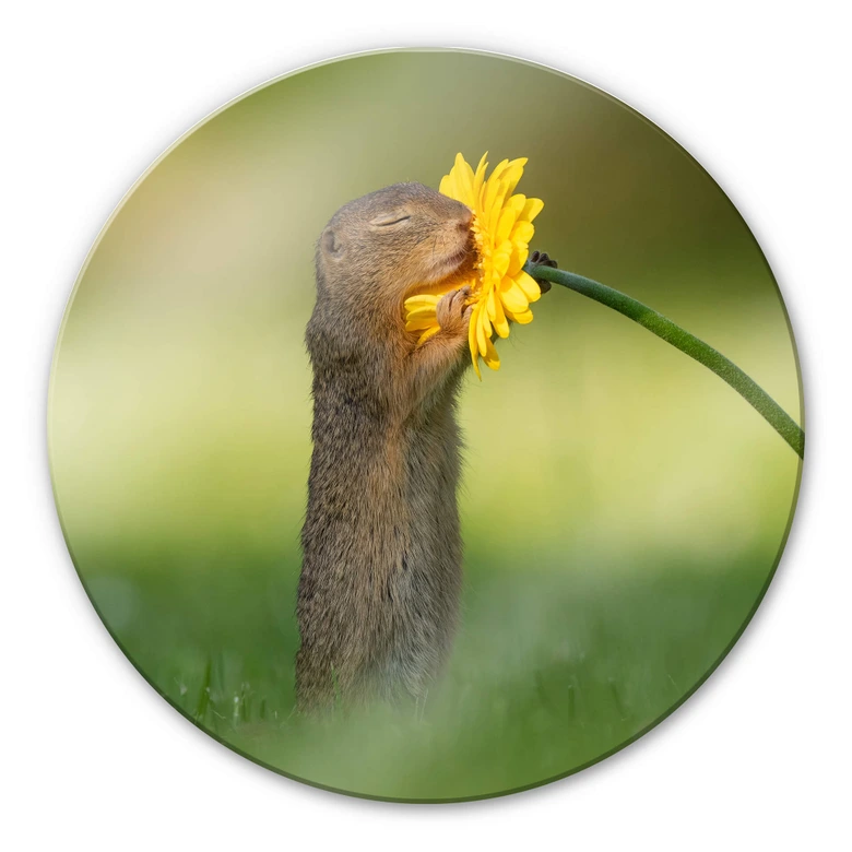 Glasbild van Duijn - Erdhörnchen riecht an Blume - Rund 
