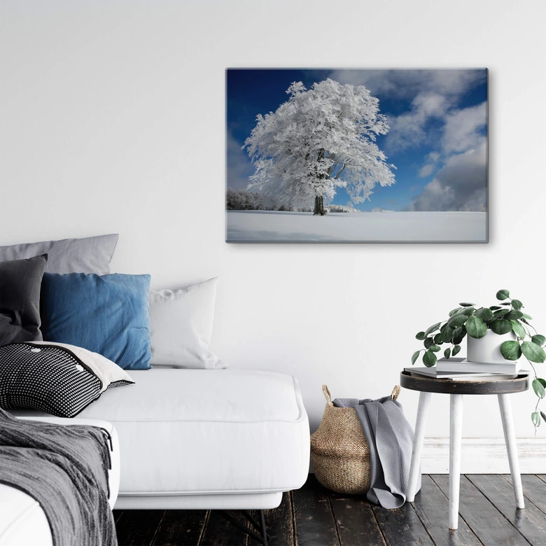 Glasbild Schumacher - Weiße Windbuche im Schwarzwald 