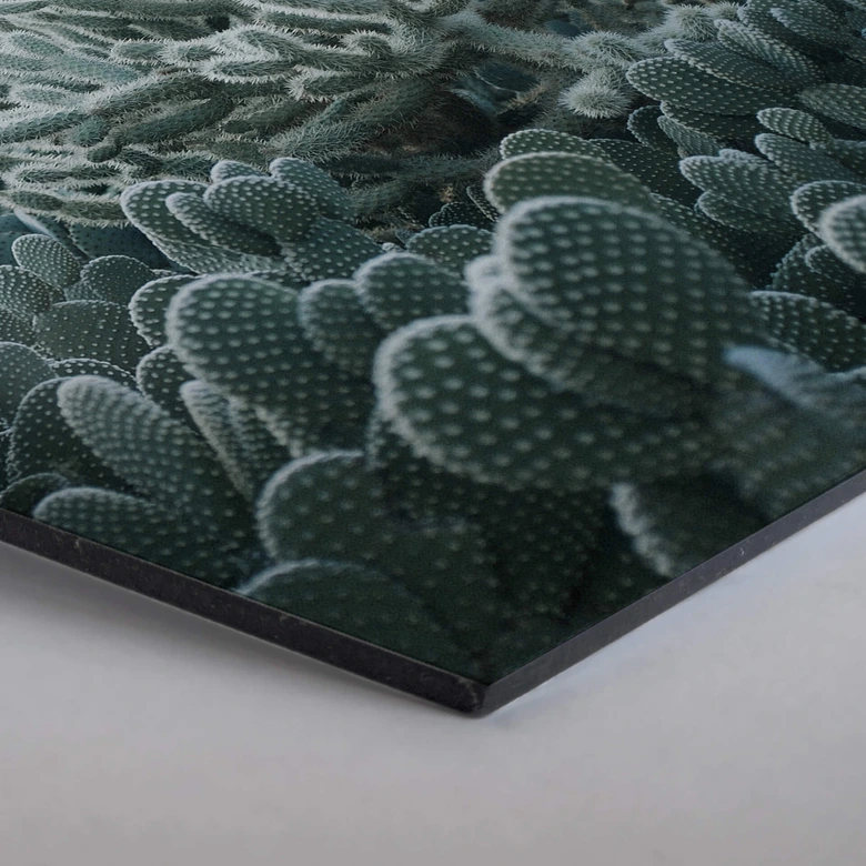 Hexagon alu-dibond - Cactussen 