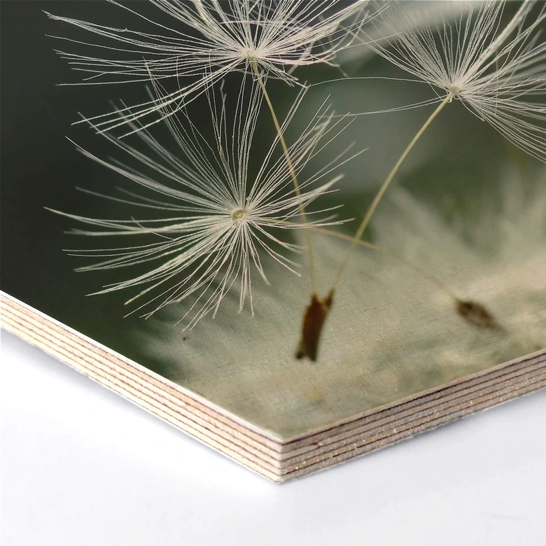 Hexagon - Holz Birke-Furnier Delgado - Pusteblumenvielfalt 