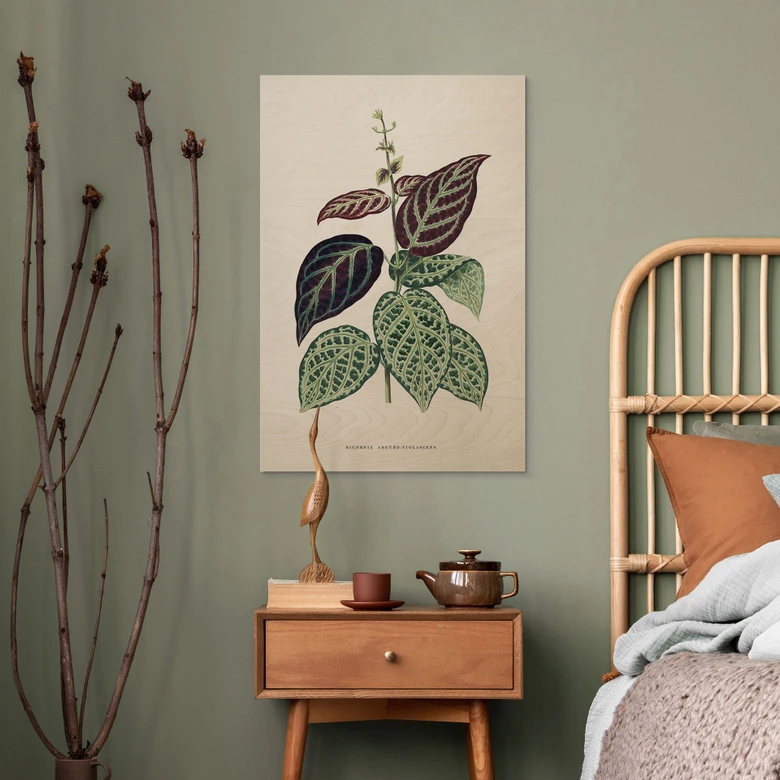 Träposter bladillustration - Bignonia Argyro Violascea 