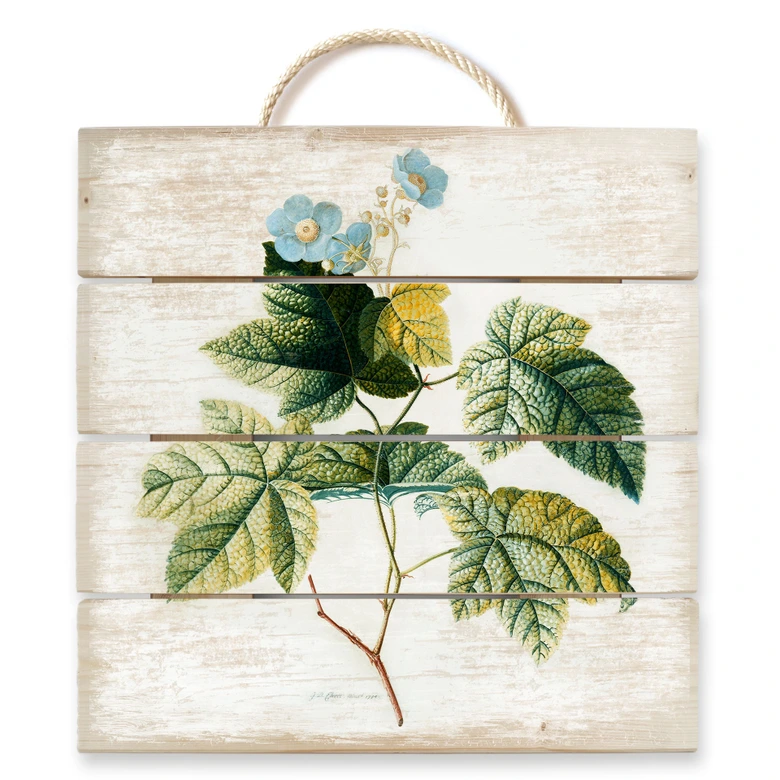 Trätavla Ehret - Rubus - 40x41,5 cm 