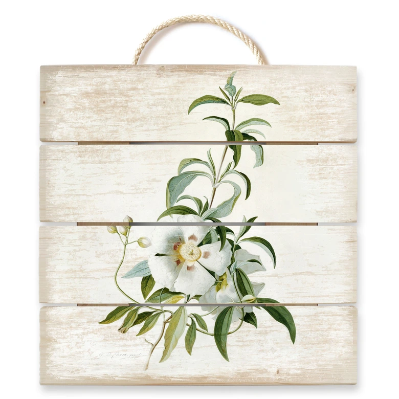 Ehret Trätavla - Cistus ros - 40x41,5 cm 