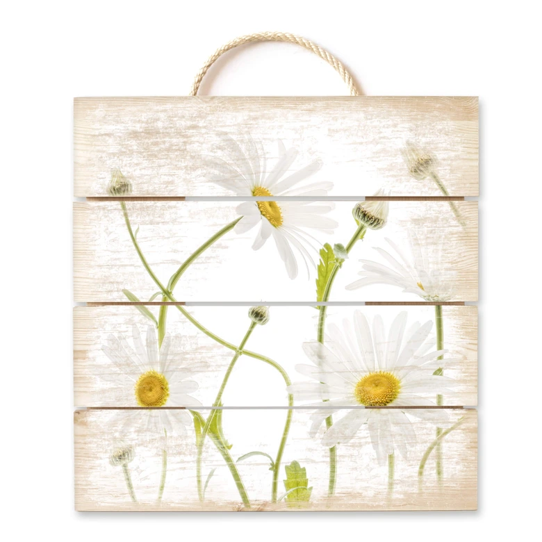 Holzbild Disher - Ox eye Daisies - 40x41,5 cm 