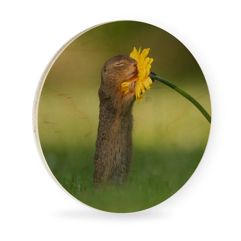 Holzbild van Duijn - Erdhörnchen riecht an Blume - Rund 