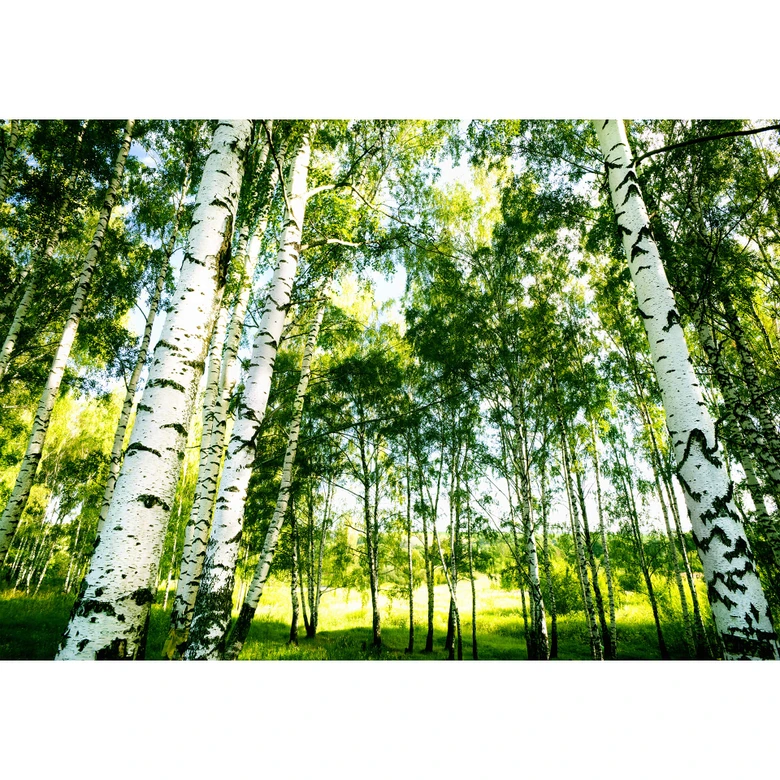 Fototapete Papiertapete Sunshine Forest - 366x254 cm 
