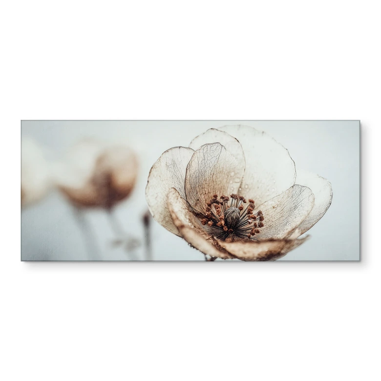 Küchenrückwand Trockenblüte Beige Naturpoesie - Treechild 