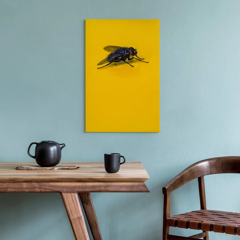 Lienzo Marrón - Mosca doméstica sobre amarillo 