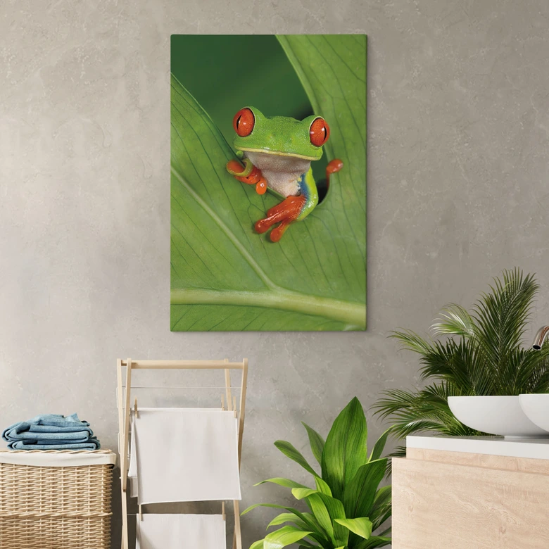 Leinwandbild Laubfrosch im Regenwald - van Duijn 