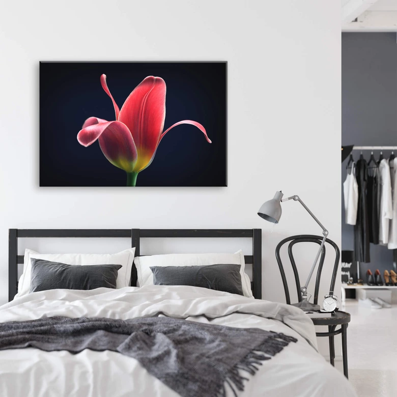 Leinwandbild Grønkjær - First Tulip 