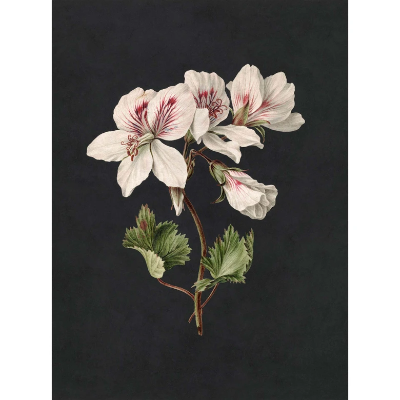 Livingwalls Fototapete Walls by Patel 3 Midnight Garden 1 schwarz, grün, weiß, rot, braun 