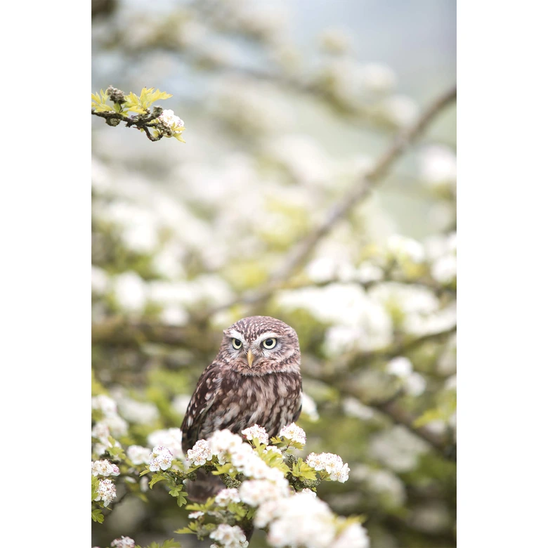 Möbelfolie, Dekofolie - abwischbar - Eule in der Kirschblüte 