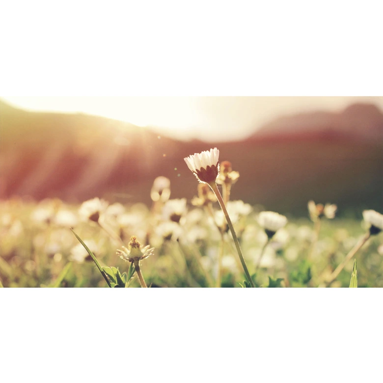 Okleiny meblowe, folia dekoracyjna - do wycierania - stokrotki w słońcu 