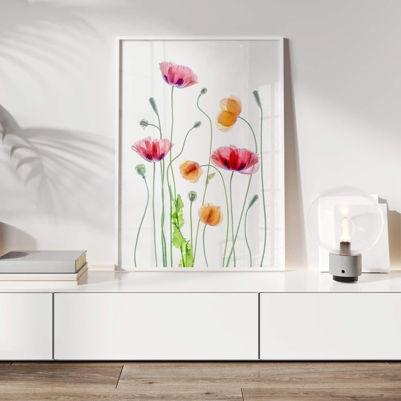 Poster Bunte Mohnblumen - Disher 