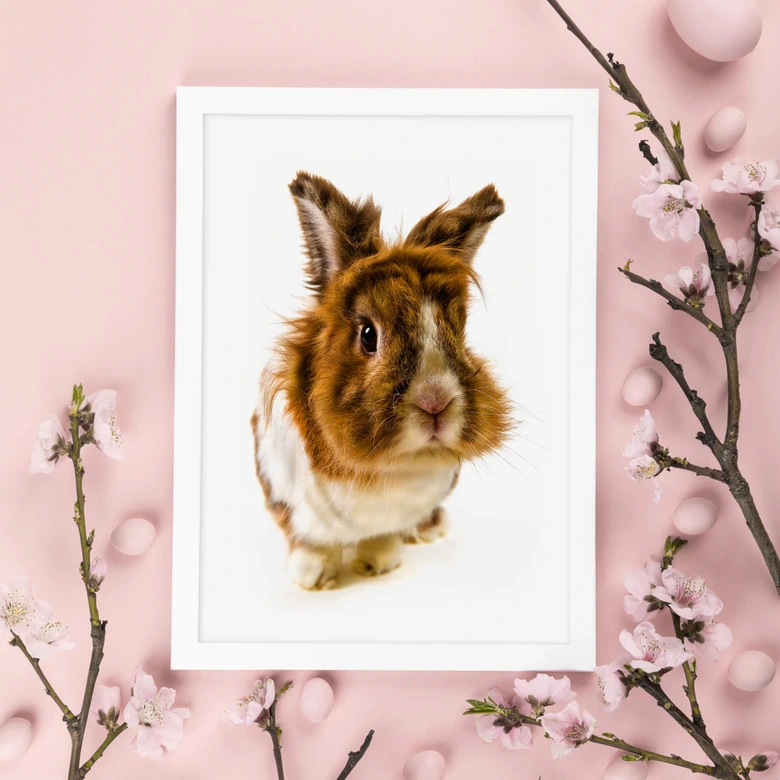 Poster Rabbit 