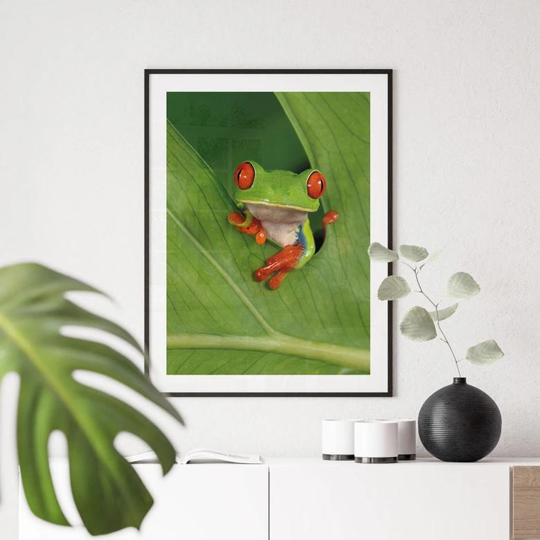 Poster Laubfrosch im Regenwald - van Duijn 