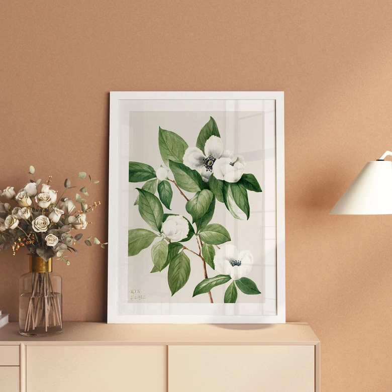 Poster Botanik Illustration einer Scheinkamelie - Walcott 