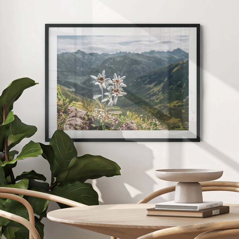 Poster Weißer Alpen-Edelweiß auf dem Berg 