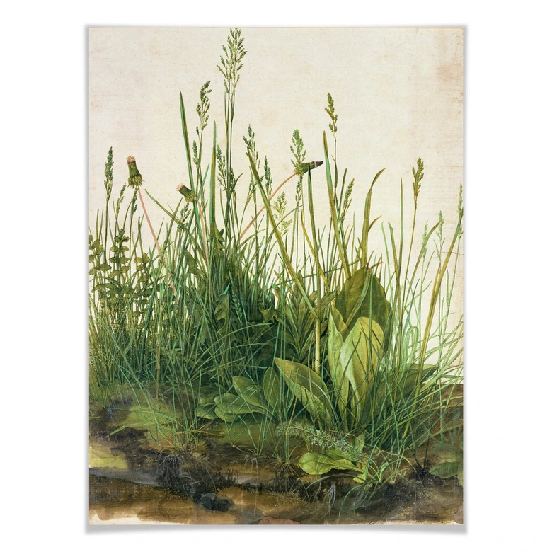 Poster Dürer - grass 