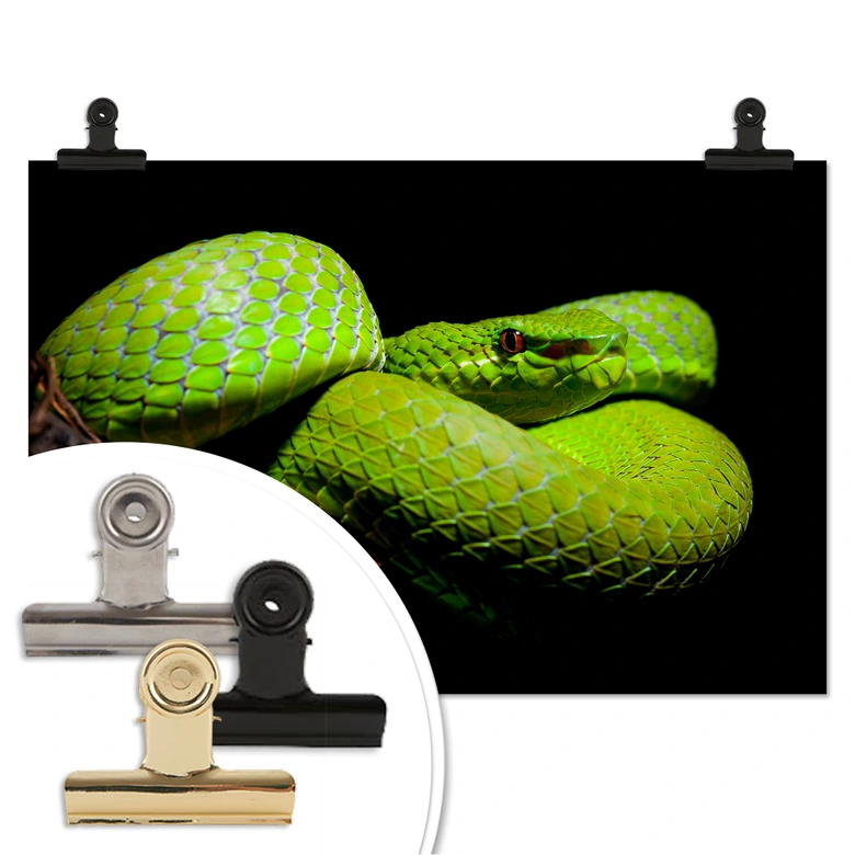 Poster Hakonsen - Die grüne Pit-Viper 