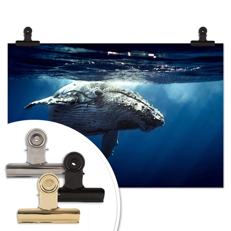 Poster humpback whale on dive 