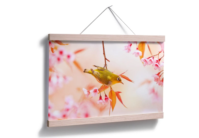 Poster Vogelgezwitscher in der Kirschblüte 