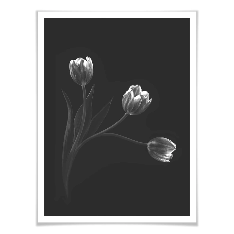 Poster Pan - Tulpentrio 