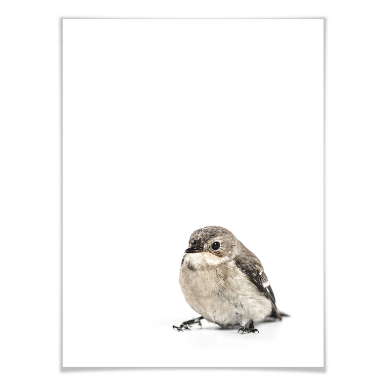 Poster Kleiner Spatz 